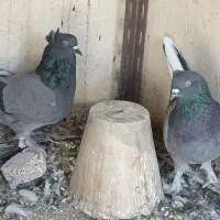کفتر قیمت مناسب