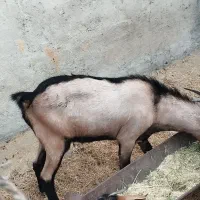 بز سانن نری آلپاین|حیوانات مزرعه|بندرعباس, |دیوار