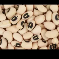 لوبیا چشم بلبی بشرط درجه یک