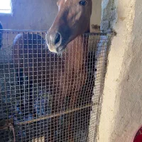 کره ماده استثنایی|اسب و تجهیزات اسبسواری|مرودشت, بهارستان|دیوار