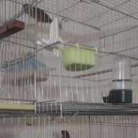 تعداد. سه عدد قناری نر. نژاد دارچینی|پرنده|بجنورد, |دیوار