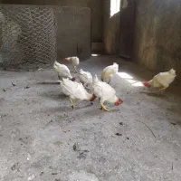 جوجه مرغ و خروس