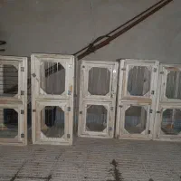 کفتر جفتکن کفتر