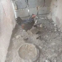 فروشی ماکیان با 10جوجه