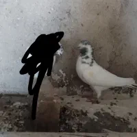 سه کفتر پرشی|پرنده|ماهنشان, |دیوار