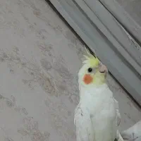 عروس هلندی ۶۰۰ تومن