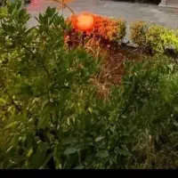 باغ و باغچه