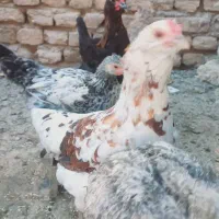 مرغ لری کوپ شو|حیوانات مزرعه|شاهینشهر, گرگاب|دیوار