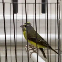 جفت ستاره ای و گلدین و یاسمین|پرنده|الوند, |دیوار