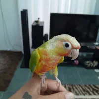 گرینچیک|پرنده|شیراز, دودمان|دیوار