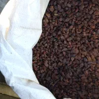 کشمش افتابی ،پلویی،پاک شده درجه یک