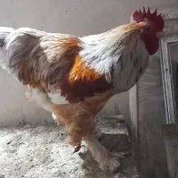 خروس|حیوانات مزرعه|جلفا, |دیوار