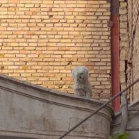 سگ خونگی پشمالو