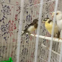 قناری ..عروس هلندی