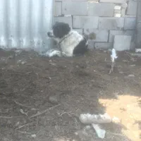 واگذاری قدرجانی اصیل