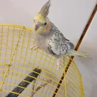 عروس هلندی|پرنده|شهرضا, |دیوار