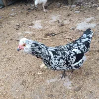 جوجه گلین پنگوینی و جوجه لاری اوشامو