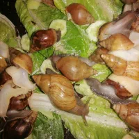 باسلام حدود300دانه خاویارحلزون