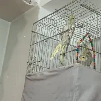 عروس هلندی|پرنده|محمدشهر, محمدشهر|دیوار