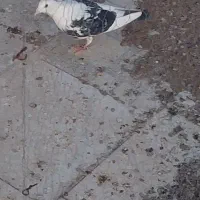 کبوتر|پرنده|سراوان, |دیوار