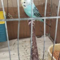 یک جفت مرغ عشق با بچه|پرنده|چهاربرج, |دیوار