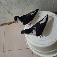 کبوتر|پرنده|تاکستان, |دیوار