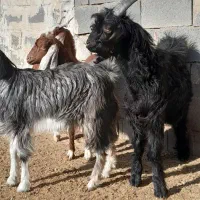 ۵کلار دورگ داشتی کربال