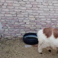 بره پشم شیر