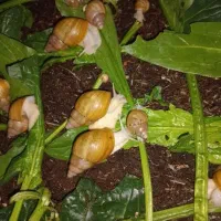 حلزون آلبینو|خزنده|تبریز, |دیوار