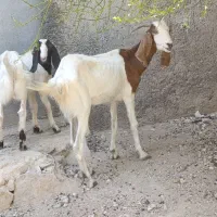 بز جوان شکم اول همراه باکره نر|حیوانات مزرعه|بندر دیر, |دیوار