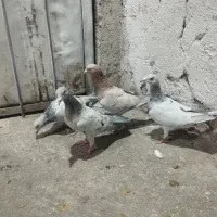 دو جفت هفت رنگ یک جفت خطی