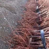 نهالستان فروش نهال های بادام گردو و صنوبر