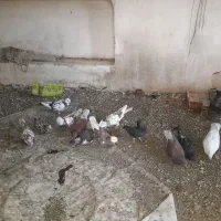 10عدد کبوتر|پرنده|خوی, |دیوار