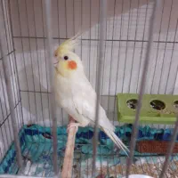 یه جفت عروس هلندی بالق جوان تخم هم دارن سالم