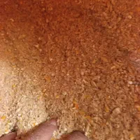 کنسانترپلواری