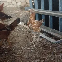 فروش یا تعویض مرغ لاری|حیوانات مزرعه|سبزوار, کراب|دیوار