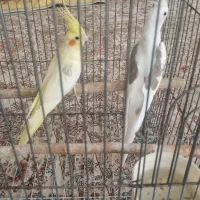 عروس هلندی یک ساله