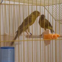 قناری سبز  رسمی بلند