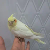 عروس هلندی نر ۵ماهه دستی و رام سخن گو