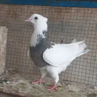 کبوتر  رنگی . عراقی . موشی