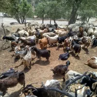 بز غاله معاوضه با ماشین|حیوانات مزرعه|تهران, جماران (نیاوران)|دیوار