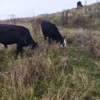 گاو محلی ماده|حیوانات مزرعه|مرادلو, |دیوار