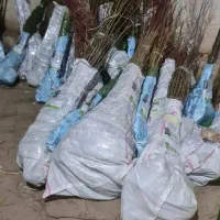 تولید نهال گلابی شاه میوه|خدمات باغبانی و درختکاری|فریدونشهر, |دیوار