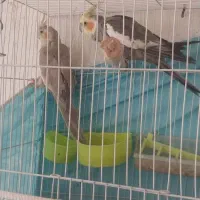 عروس هلندی|پرنده|مشهد, امیرآباد|دیوار