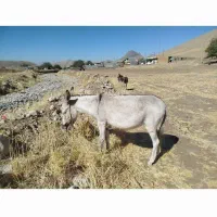 فروش دو عدد الاغ نر