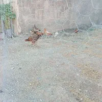 8عدد پاروکه دم تغم ویک مرغ تغم کوزار درکه اصل محلی