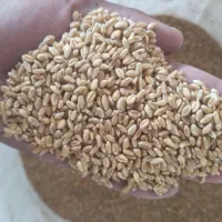 گندم آبی بذری