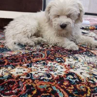 واگذاری سگ باهوش بازیگوش|سگ|زاهدان, |دیوار