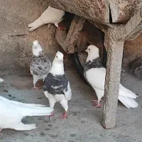 تعداد ۳۰ عدد طوقی|پرنده|اهواز, شریعتی جنوبی|دیوار