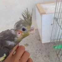 جوجه عروس هلندی